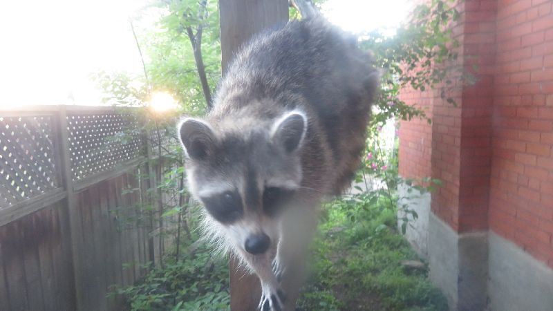 raccoon