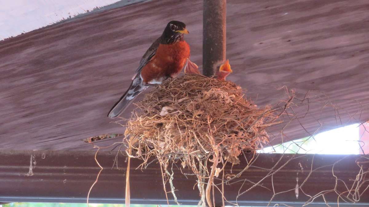 A robin in a nest feeding a chick.